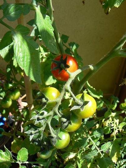 img00068.jpg