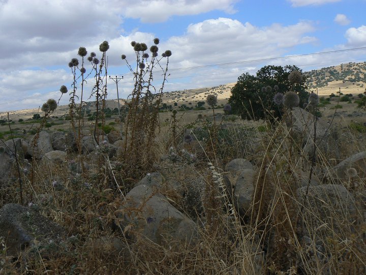 img00219.jpg