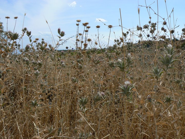 img00227.jpg