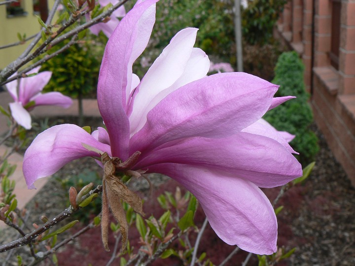 img00009.jpg