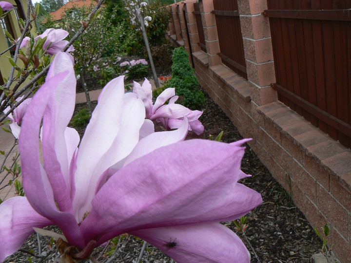 img00010.jpg