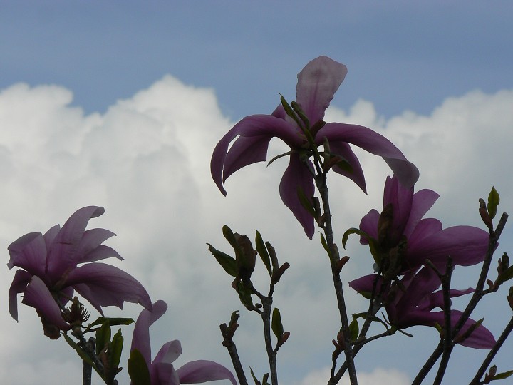 img00015.jpg