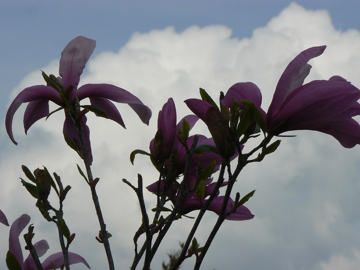 img00016.jpg