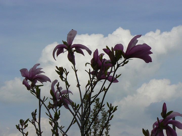 img00017.jpg