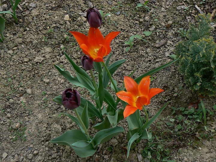 img00024.jpg