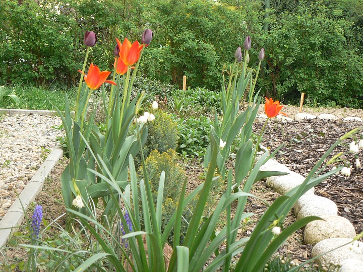 img00026.jpg