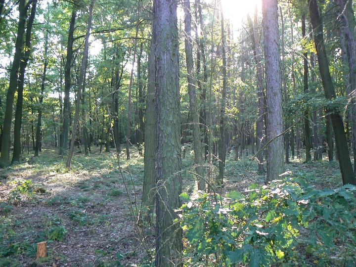 img00049.jpg