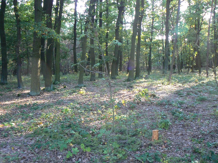img00050.jpg
