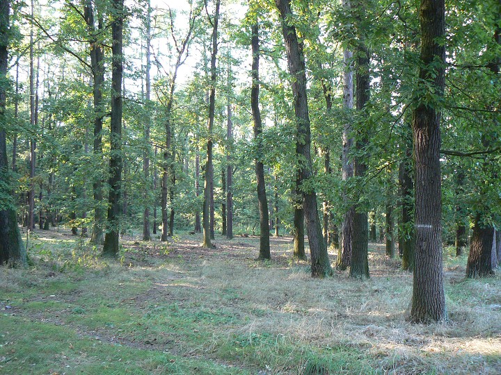 img00051.jpg