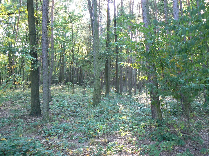 img00052.jpg