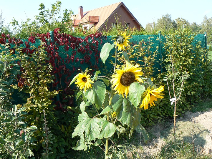 img00062.jpg