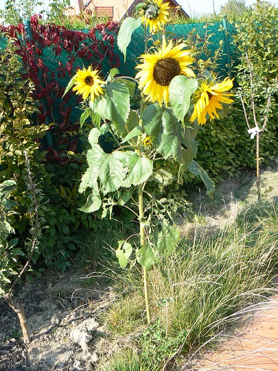 img00063.jpg