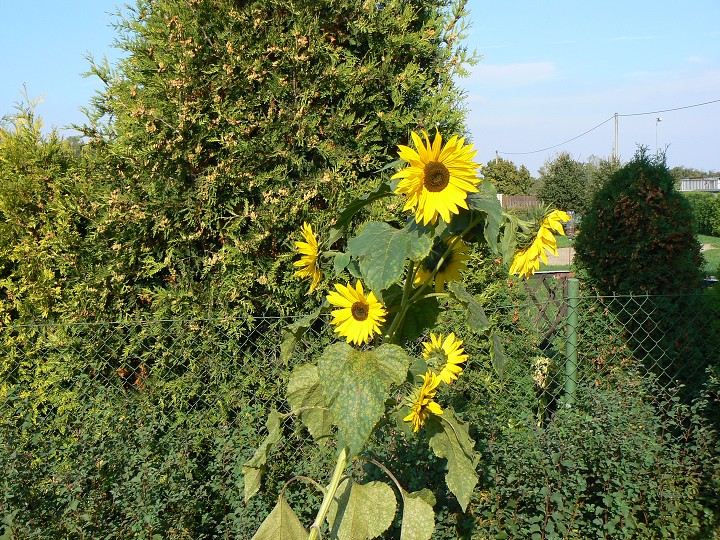 img00074.jpg
