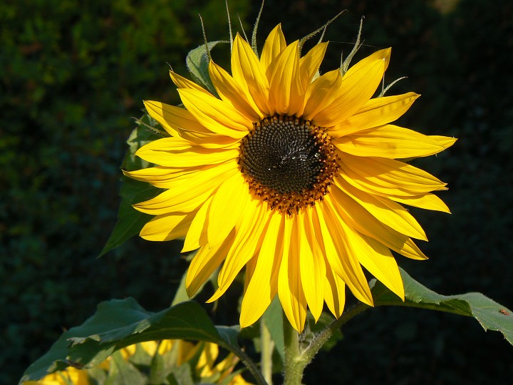 img00075.jpg