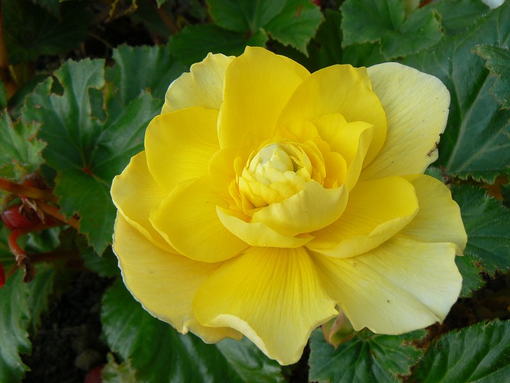 img00077.jpg