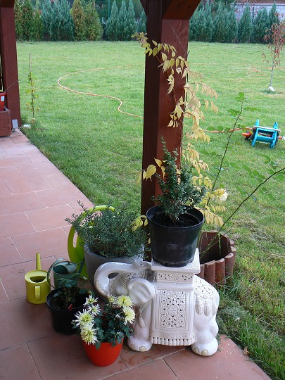 img00081.jpg