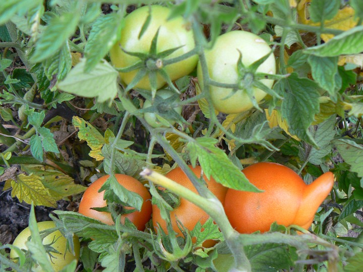 img00083.jpg
