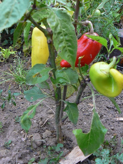 img00086.jpg