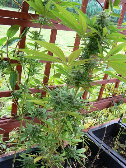 img00089.jpg