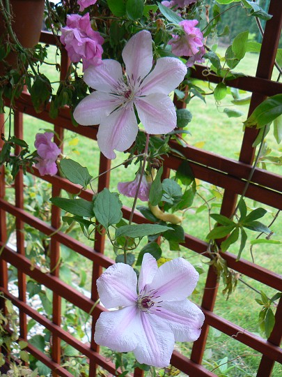 img00093.jpg