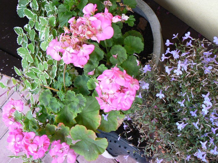 img00097.jpg