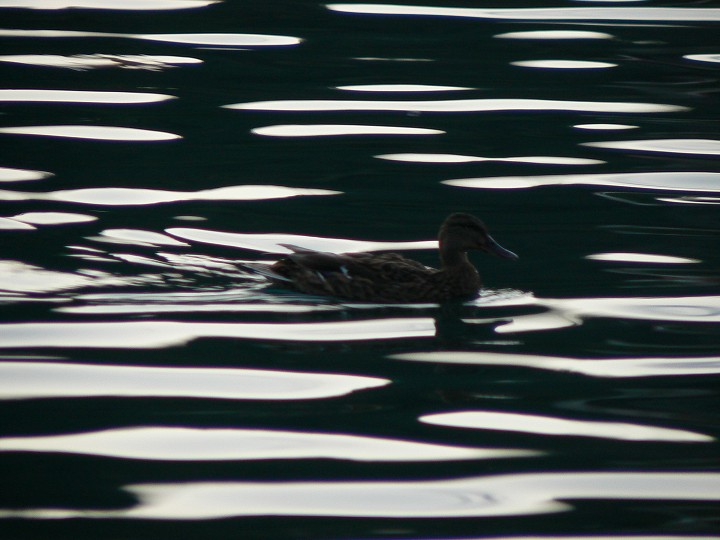 img00188.jpg