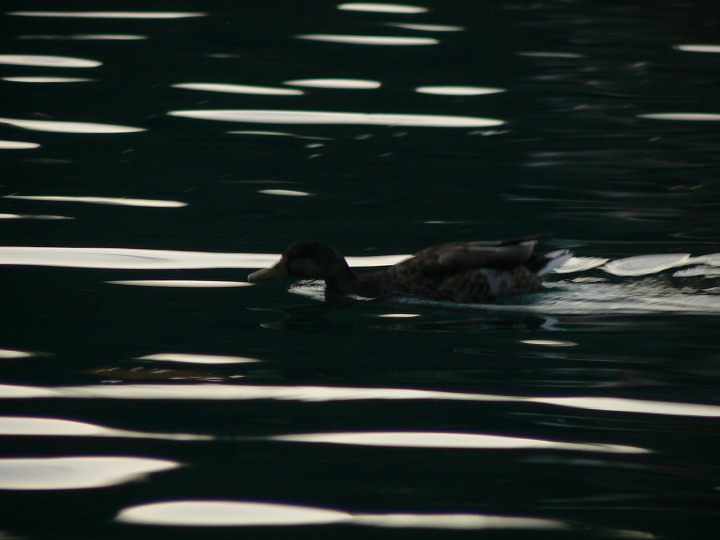 img00190.jpg