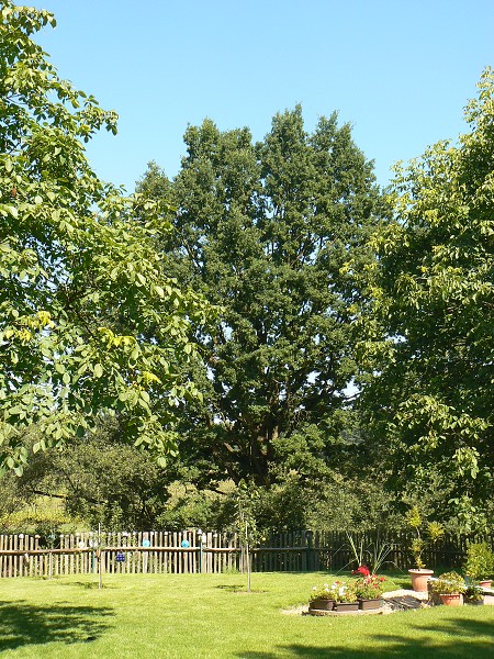 img00129.jpg